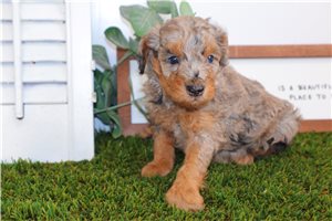 Shiloh - puppy for sale