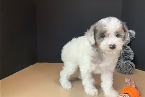 Precious - Poodle, Miniature for sale