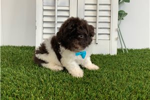 Giles - Poodle, Miniature for sale