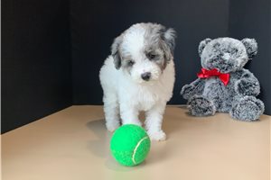 Primadonna - Poodle, Miniature for sale