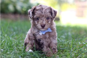 Benjamin - Poodle, Miniature for sale