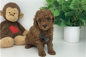 Peter - puppy for sale