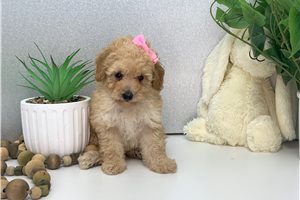 Nora - puppy for sale