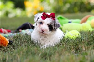 Brady - Poodle, Miniature for sale