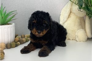 Nathan - Poodle, Miniature for sale