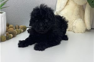 Noah - puppy for sale