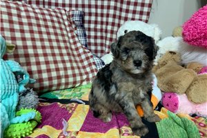 Meeko - Poodle, Miniature for sale