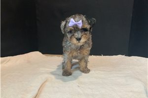 Prissy - Poodle, Miniature for sale