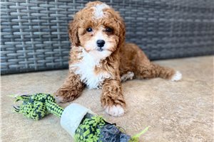 Cray - Poodle, Miniature for sale