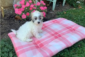 Summer - Shichon for sale