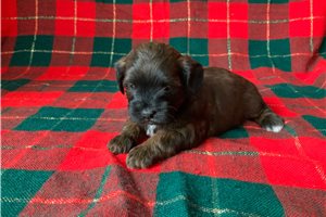 Della - puppy for sale