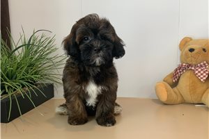 Digby - Shih-Poo - Shihpoo for sale