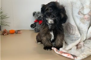 Dino - puppy for sale