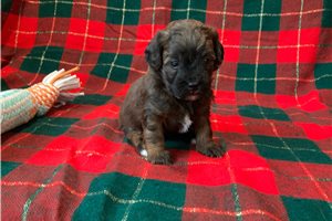 Diesel - puppy for sale