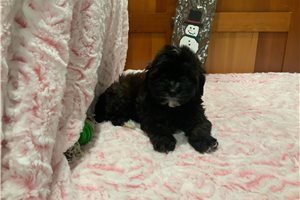 Demi - puppy for sale
