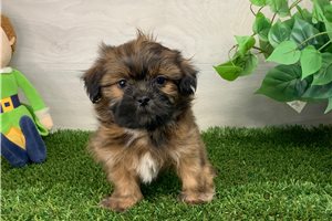 Matthew - Shih Tzu for sale