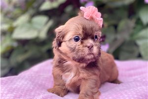 Ristol - Shih Tzu for sale