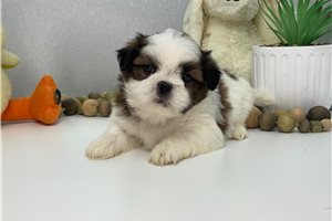 Roman - Shih Tzu for sale