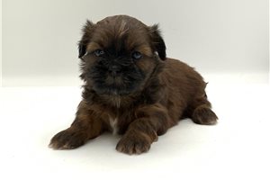 Mars - puppy for sale