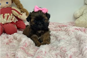 Reba - puppy for sale