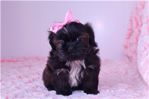 Bellini - Shih Tzu for sale