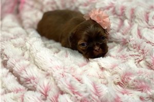 Ristol - puppy for sale