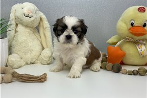 Ranger - puppy for sale