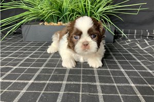 Delilah - Shih Tzu for sale