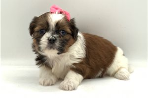 Myra - puppy for sale