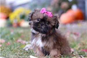 Rosalyn - puppy for sale