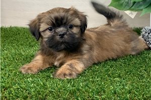 Motley - Shih Tzu for sale