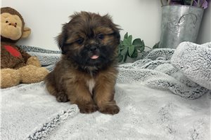 Matthew - Shih Tzu for sale