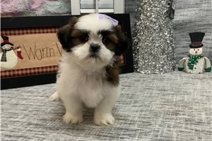 Margo - Shih Tzu for sale