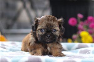 Riley - puppy for sale