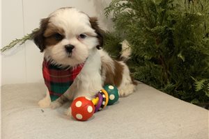 Baccus - puppy for sale