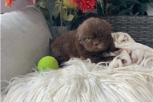 Dougie - Shih Tzu for sale