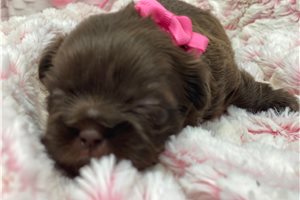 Racquel - puppy for sale