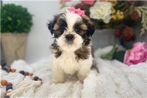 India - puppy for sale