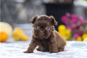 Simon - Shih Tzu for sale