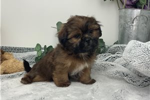 Mickey - Shih Tzu for sale