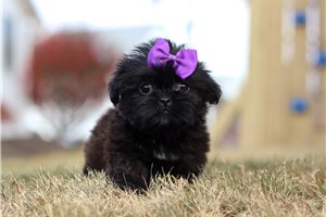 Serena - puppy for sale