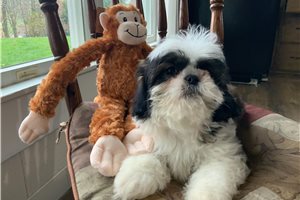 Clive - Shih Tzu for sale