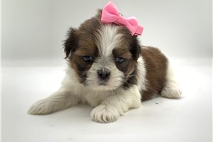 Marcia - Shih Tzu for sale