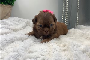 Ristol - Shih Tzu for sale