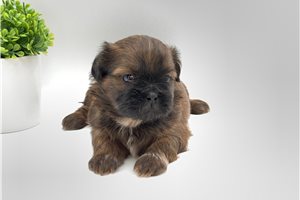 Matthew - puppy for sale