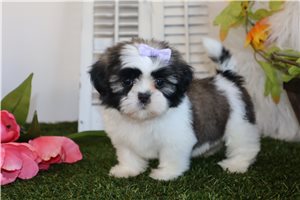 Clover - Shih Tzu for sale