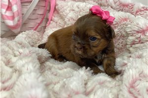 Rihana - puppy for sale
