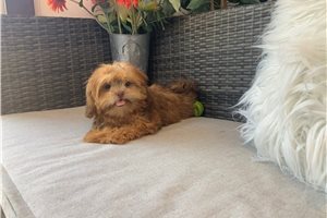 Deidre - Shih Tzu for sale