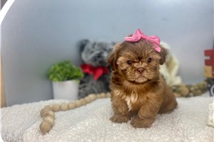 Ristol - Shih Tzu for sale