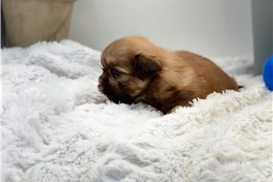 Meeko - puppy for sale